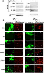 Sigma-1 Receptor Antibody in Western Blot, Immunocytochemistry (WB, ICC/IF)