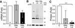 Sigma-1 Receptor Antibody in Western Blot (WB)