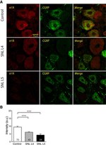 Sigma-1 Receptor Antibody in Immunohistochemistry (IHC)