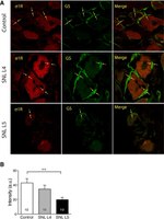 Sigma-1 Receptor Antibody in Immunohistochemistry (IHC)