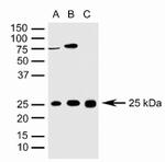 Sigma-1 Receptor Antibody in Western Blot (WB)