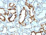 Milk Fat Globule (Breast Epithelial Marker) Antibody in Immunohistochemistry (Paraffin) (IHC (P))