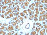 Milk Fat Globule (Breast Epithelial Marker) Antibody in Immunohistochemistry (Paraffin) (IHC (P))