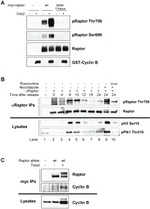 Raptor Antibody in Immunoprecipitation (IP)