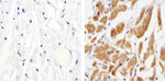 Connexin 37 Antibody in Immunohistochemistry (Paraffin) (IHC (P))