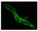 Connexin 37 Antibody in Immunohistochemistry (Frozen) (IHC (F))