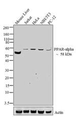 PPAR alpha Antibody in Western Blot (WB)