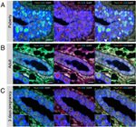 TBX3 Antibody in Immunohistochemistry (Paraffin) (IHC (P))