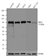 TBX3 Antibody in Western Blot (WB)