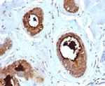 Mammaglobin (SCGB2A2) (Breast Cancer Marker) Antibody in Immunohistochemistry (Paraffin) (IHC (P))