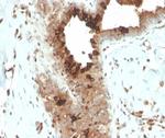 Mammaglobin (SCGB2A2) (Breast Cancer Marker) Antibody in Immunohistochemistry (Paraffin) (IHC (P))