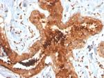 Mammaglobin (SCGB2A2) Antibody in Immunohistochemistry (Paraffin) (IHC (P))