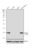 Galectin 1 Antibody in Western Blot (WB)