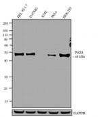 PAX6 Antibody in Western Blot (WB)