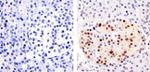 PAX6 Antibody in Immunohistochemistry (Paraffin) (IHC (P))