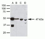 PAX6 Antibody in Western Blot (WB)