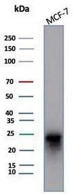 CD99/MIC2 (Ewing's Sarcoma Marker) Antibody in Western Blot (WB)