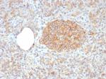 CD99/MIC2 (Ewing's Sarcoma Marker) Antibody in Immunohistochemistry (Paraffin) (IHC (P))