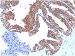 MIF (Macrophage Migration Inhibitory Factor) Antibody in Immunohistochemistry (Paraffin) (IHC (P))