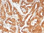 MIF (Macrophage Migration Inhibitory Factor) Antibody in Immunohistochemistry (Paraffin) (IHC (P))