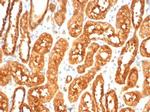 MIF (Macrophage Migration Inhibitory Factor) Antibody in Immunohistochemistry (Paraffin) (IHC (P))