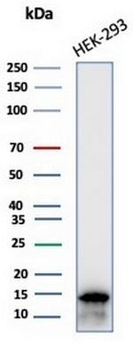 MIF (Macrophage Migration Inhibitory Factor) Antibody in Western Blot (WB)