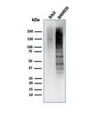 Ki-67 Antibody in Western Blot (WB)