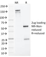 MLH1 (MutL Homolog 1) Antibody in SDS-PAGE (SDS-PAGE)