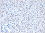 MLH1 (MutL Homolog 1)/HNPCC Antibody in Immunohistochemistry (Paraffin) (IHC (P))