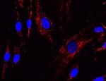 NDUFA13 Antibody in Immunocytochemistry (ICC/IF)