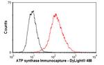 ATP synthase Antibody in Flow Cytometry (Flow)