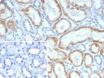 NR3C2/Mineralocorticoid Receptor Antibody in Immunohistochemistry (Paraffin) (IHC (P))