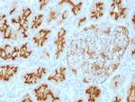 CD10 (Membrane Metalloendopeptidase) Antibody in Immunohistochemistry (Paraffin) (IHC (P))