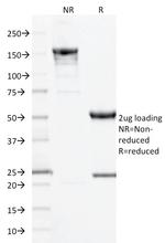 CD10 (Membrane Metalloendopeptidase) Antibody in SDS-PAGE (SDS-PAGE)