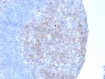 CD10 (Membrane Metalloendopeptidase) Antibody in Immunohistochemistry (Paraffin) (IHC (P))