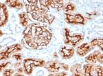 CD10 (Membrane Metalloendopeptidase) Antibody in Immunohistochemistry (Paraffin) (IHC (P))