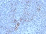 CD10 (Membrane Metalloendopeptidase) Antibody in Immunohistochemistry (Paraffin) (IHC (P))