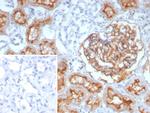 CD10 (Membrane Metalloendopeptidase) Antibody in Immunohistochemistry (Paraffin) (IHC (P))