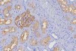 CD10 (Membrane Metalloendopeptidase) Antibody in Immunohistochemistry (Paraffin) (IHC (P))