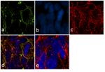 PODXL Antibody in Immunocytochemistry (ICC/IF)