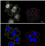 RXRA Antibody in Immunocytochemistry (ICC/IF)