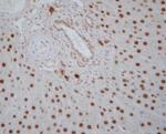 RXRA Antibody in Immunohistochemistry (Paraffin) (IHC (P))