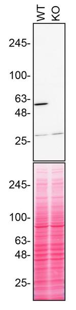 RXRA Antibody in Western Blot (WB)