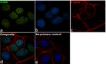 RXRA Antibody in Immunocytochemistry (ICC/IF)