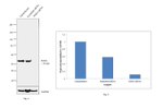 RXRA Antibody