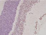 TLX Antibody in Immunohistochemistry (Paraffin) (IHC (P))