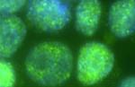 EHMT2 Antibody in Immunocytochemistry (ICC/IF)