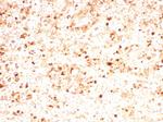 Myeloperoxidase/MPO Antibody in Immunohistochemistry (Paraffin) (IHC (P))