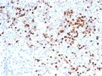 Myeloperoxidase/MPO Antibody in Immunohistochemistry (Paraffin) (IHC (P))