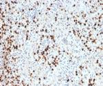 Myeloperoxidase/MPO Antibody in Immunohistochemistry (Paraffin) (IHC (P))